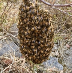 Apis mellifera (European honey bee) at Tuggeranong DC, ACT - 19 Jan 2020 by CathyKatie