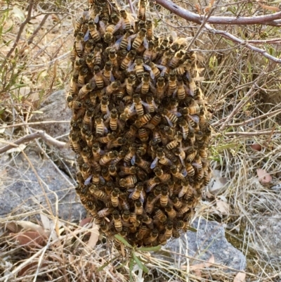 Apis mellifera (European honey bee) at Tuggeranong DC, ACT - 18 Jan 2020 by Cathy_Katie