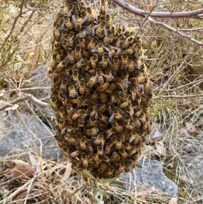 Apis mellifera (European honey bee) at Tuggeranong DC, ACT - 19 Jan 2020 by CathyKatie