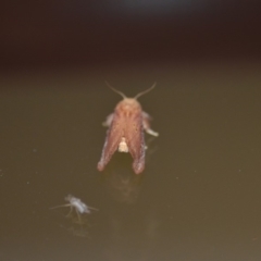 Doratifera quadriguttata and casta (Four-spotted Cup Moth) at Wamboin, NSW - 26 Dec 2019 by natureguy