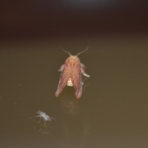 Doratifera quadriguttata and casta at Wamboin, NSW - 27 Dec 2019