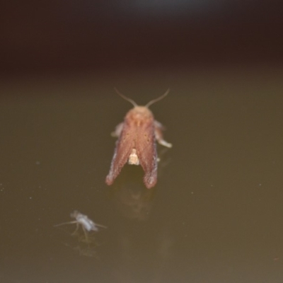 Doratifera quadriguttata and casta (Four-spotted Cup Moth) at Wamboin, NSW - 27 Dec 2019 by natureguy