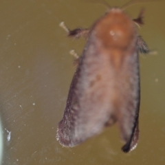 Doratifera quadriguttata and casta at Wamboin, NSW - 27 Dec 2019