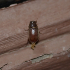 Melolonthinae sp. (subfamily) at Wamboin, NSW - 27 Dec 2019