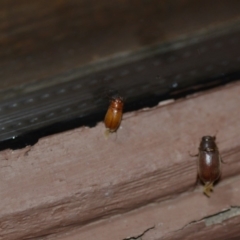 Melolonthinae sp. (subfamily) at Wamboin, NSW - 27 Dec 2019