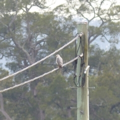 Accipiter novaehollandiae (Grey Goshawk) at Bega, NSW - 18 Jan 2020 by MatthewHiggins