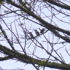 Todiramphus sanctus (Sacred Kingfisher) at Bega, NSW - 19 Jan 2020 by MatthewHiggins