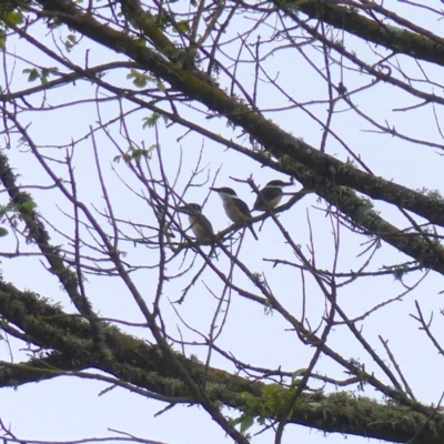 Todiramphus sanctus (Sacred Kingfisher) at Bega, NSW - 19 Jan 2020 by MatthewHiggins