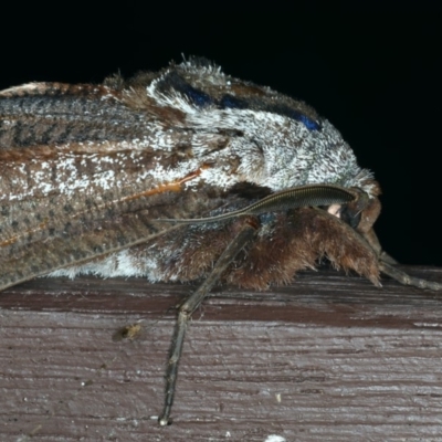 Endoxyla encalypti (Wattle Goat Moth) at Lilli Pilli, NSW - 17 Jan 2020 by jbromilow50