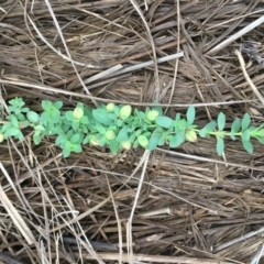 Hypericum japonicum (Creeping St John's Wort) at Molonglo Valley, ACT - 22 Mar 2019 by JaneR