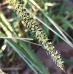 Setaria sp. (Pigeon Grass) at Molonglo Valley, ACT - 27 Apr 2019 by JaneR