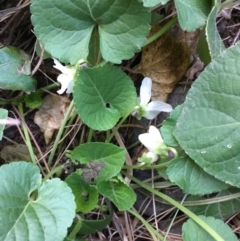 Viola odorata (Sweet Violet, Common Violet) at Molonglo Valley, ACT - 11 Aug 2019 by JaneR