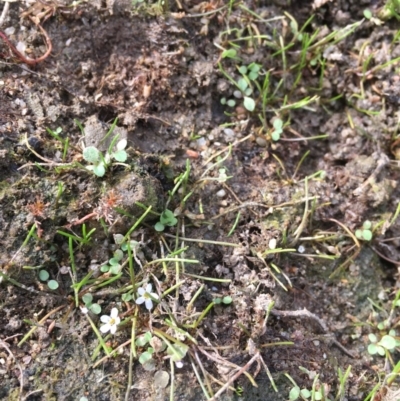 Limosella australis (Austral Mudwort) at Molonglo River Reserve - 14 Mar 2019 by JaneR