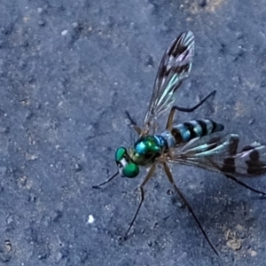 Austrosciapus connexus at Florey, ACT - 19 Jan 2020