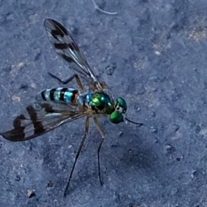 Austrosciapus connexus at Florey, ACT - 19 Jan 2020