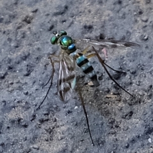 Austrosciapus connexus at Florey, ACT - 19 Jan 2020