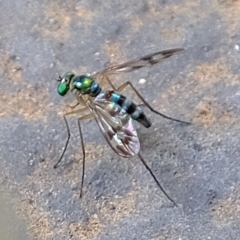 Austrosciapus connexus at Florey, ACT - 19 Jan 2020