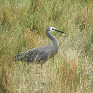 Egretta novaehollandiae at Watson, ACT - 18 Jan 2020 10:28 AM