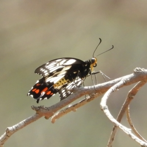 Papilio anactus at Watson, ACT - 18 Jan 2020 11:59 AM