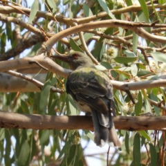 Oriolus sagittatus (Olive-backed Oriole) at Watson, ACT - 18 Jan 2020 by MatthewFrawley