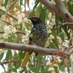 Anthochaera phrygia (Regent Honeyeater) by MatthewFrawley