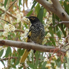 Anthochaera phrygia (Regent Honeyeater) at Watson, ACT - 17 Jan 2020 by MatthewFrawley