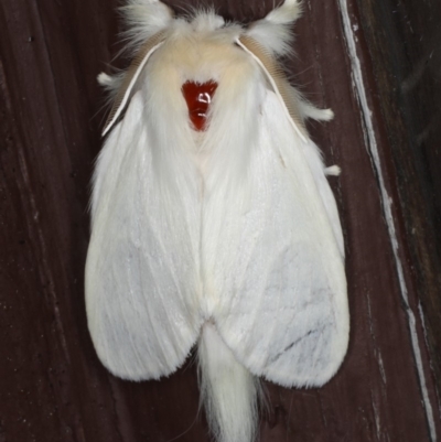 Trichiocercus sparshalli (Sparshall's Moth) at Lilli Pilli, NSW - 17 Jan 2020 by jbromilow50