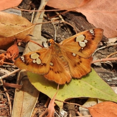 Netrocoryne repanda (Bronze Flat) at Mount Majura - 18 Jan 2020 by KMcCue