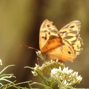 Heteronympha merope at Majura, ACT - 19 Jan 2020 10:22 AM