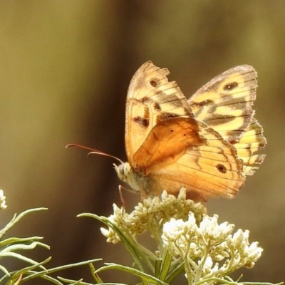 Heteronympha merope (Common Brown Butterfly) at Majura, ACT - 18 Jan 2020 by KMcCue