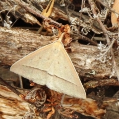 Epidesmia hypenaria (Long-nosed Epidesmia) at Majura, ACT - 18 Jan 2020 by KMcCue