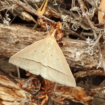 Epidesmia hypenaria (Long-nosed Epidesmia) at Mount Majura - 18 Jan 2020 by KMcCue