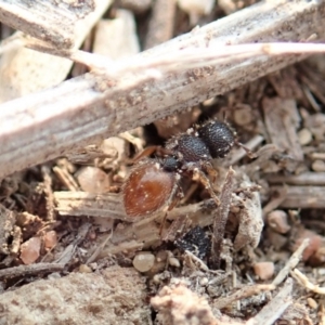 Meranoplus sp. (genus) at Cook, ACT - 18 Jan 2020 06:02 PM