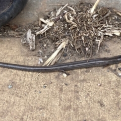 Hemiergis talbingoensis (Three-toed Skink) at The Fair, Watson - 18 Jan 2020 by rhyshardy