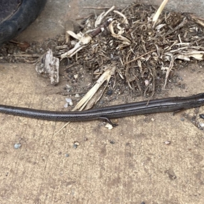 Hemiergis talbingoensis (Three-toed Skink) at Watson, ACT - 19 Jan 2020 by rhyshardy