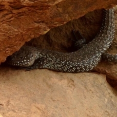 Egernia cunninghami (Cunningham's Skink) at Hackett, ACT - 19 Jan 2020 by KMcCue