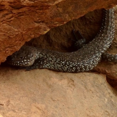 Egernia cunninghami (Cunningham's Skink) at Hackett, ACT - 19 Jan 2020 by KMcCue