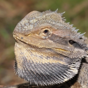 Pogona barbata at Acton, ACT - 14 Jan 2020