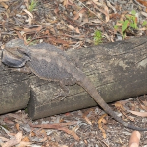 Pogona barbata at Acton, ACT - 14 Jan 2020