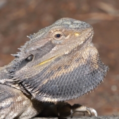 Pogona barbata at Acton, ACT - 14 Jan 2020