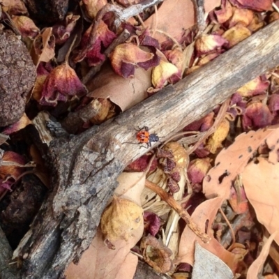 Dindymus versicolor (Harlequin Bug) at Mount Majura - 19 Jan 2020 by KMcCue
