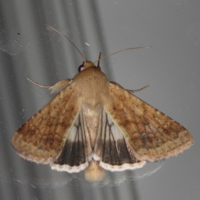 Helicoverpa punctigera (Native Budworm) at Lilli Pilli, NSW - 17 Jan 2020 by jb2602