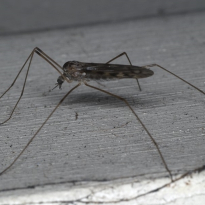 Tipulidae or Limoniidae (family) (Unidentified Crane Fly) at Lilli Pilli, NSW - 17 Jan 2020 by jb2602