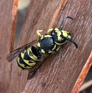 Vespula germanica at Aranda, ACT - 8 Jan 2020 05:25 PM