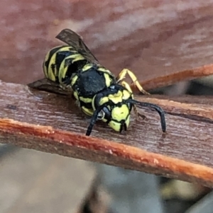 Vespula germanica at Aranda, ACT - 8 Jan 2020 05:25 PM