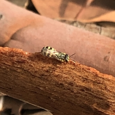 Callohesma sp. (genus) (A native bee) at Aranda, ACT - 8 Jan 2020 by Jubeyjubes