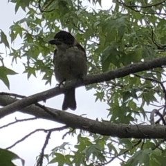 Cracticus torquatus (Grey Butcherbird) at Aranda, ACT - 18 Jan 2020 by Jubeyjubes