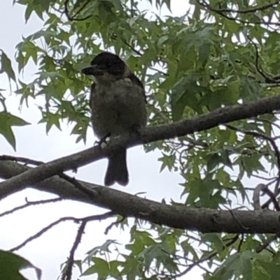 Cracticus torquatus (Grey Butcherbird) at Aranda, ACT - 18 Jan 2020 by Jubeyjubes