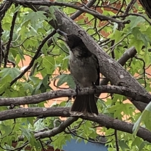 Cracticus torquatus at Aranda, ACT - 18 Jan 2020