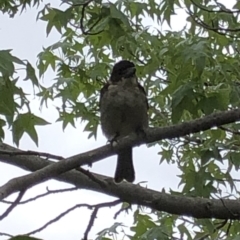 Cracticus torquatus at Aranda, ACT - 18 Jan 2020